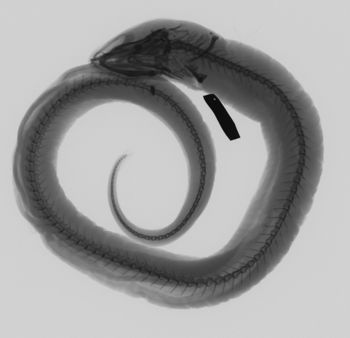 Media type: image;   Ichthyology 30587 Description: xray;  Aspect: lateral